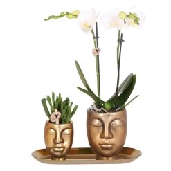 Geschenkset Orchidee & Sukkulente, Gold, Inkl. Übertöpfen Und Dekotablett