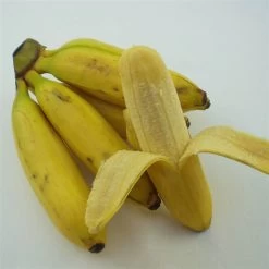 Bio Bananenpflanze, Topf-Ø 12 Cm, 2er-Set -Fashion Garden Store 1610200313 Blu Bio Banane T12 2er Set Musa basjoo winterhart WS 3 109596