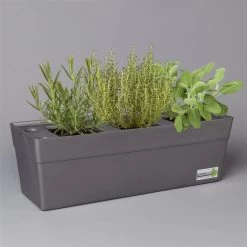 Grillkräuter Salbei, Rosmarin & Thymian, Topf 11x11 Cm, Inkl. Greenbar®