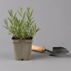 Grillkräuter Salbei, Rosmarin & Thymian, Topf 11x11 Cm, Inkl. Greenbar® 16 Grillkräuter Salbei, Rosmarin & Thymian, Topf 11x11 Cm, Inkl. Greenbar® -Fashion Garden Store 1610300382 rosmarin Greenbar Grillkraeuter Kasten Anthrazit und 3Kraeuter t 122891