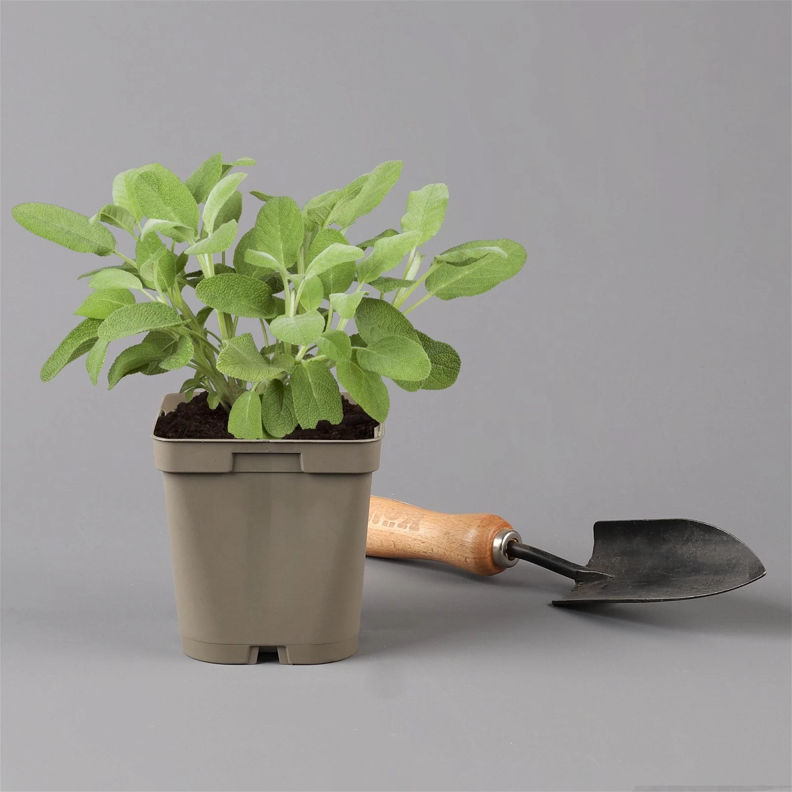 Grillkräuter Salbei, Rosmarin & Thymian, Topf 11x11 Cm, Inkl. Greenbar® 6 Grillkräuter Salbei, Rosmarin & Thymian, Topf 11x11 Cm, Inkl. Greenbar® – Bild 4