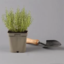 Grillkräuter Salbei, Rosmarin & Thymian, Topf 11x11 Cm, Inkl. Greenbar® 14 Grillkräuter Salbei, Rosmarin & Thymian, Topf 11x11 Cm, Inkl. Greenbar® -Fashion Garden Store 1610300382 thymian Greenbar Grillkraeuter Kasten Anthrazit und 3Kraeuter t 122889