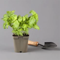 Küchenkräuter Basilikum, Oregano & Petersilie, Topf 11x11 Cm, Inkl. Greenbar® -Fashion Garden Store 1610300383 basilikum Greenbar Kuechenkraeuter Kasten Anthrazit und 3Kraeuter 122886