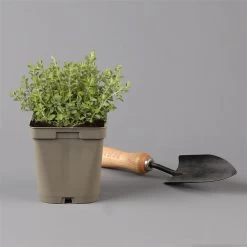 Küchenkräuter Basilikum, Oregano & Petersilie, Topf 11x11 Cm, Inkl. Greenbar® -Fashion Garden Store 1610300383 oregano Greenbar Kuechenkraeuter Kasten Anthrazit und 3Kraeuter 122885