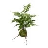 Kunstpflanze Asparagus Plumosus Im Moosballen, Höhe Ca. 40 Cm -Fashion Garden Store 2220102262 Asparagus plumosus Farn ca 40cm im Moosballen gruen 97723