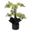 Kunstblume Schmetterlingsorchidee Mit Grünen Blüten Im Keramiktopf, Ca. 38 Cm -Fashion Garden Store 2220500134 Phalaenopsis gruen 38cm im Keramiktopf 46464