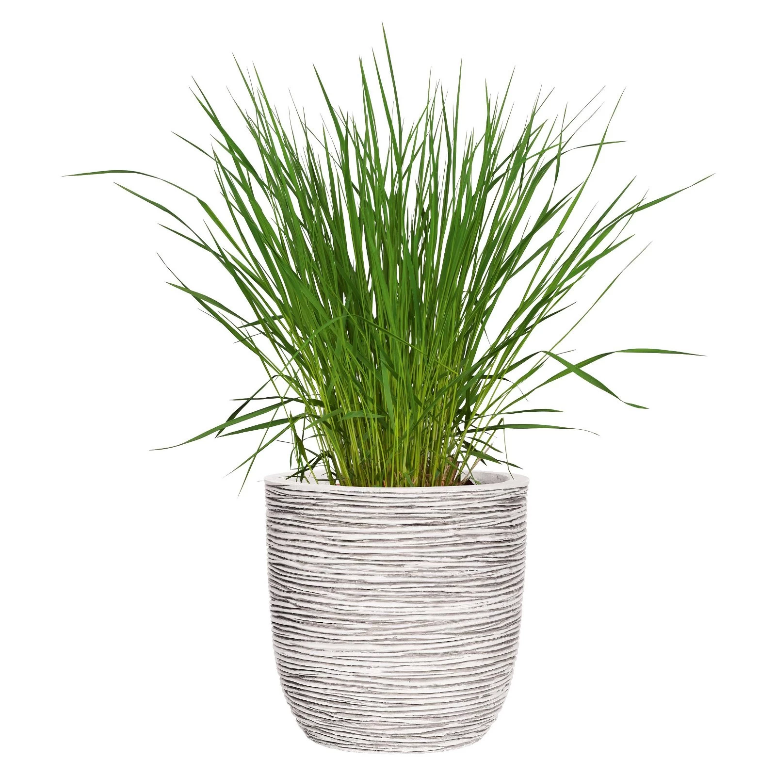 Capi Europe Pflanzgefäß Tutch Riffel Cullen, Elfenbein 4 Capi Europe Pflanzgefäß Tutch Riffel Cullen, Elfenbein – Bild 2