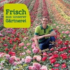 Duftende Edelrose 'Kölle's Duftsommer'®, Gelborange Bis Aprikot, Topf 6 Liter 10 Duftende Edelrose 'Kölle's Duftsommer'®, Gelborange Bis Aprikot, Topf 6 Liter -Fashion Garden Store Rosenfeld wenk 2000x2000 2