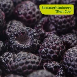 Himbeer-Set 'Dunkle Früchtchen', 4er-Set, Topf Je 2 Liter -Fashion Garden Store sommerhimbeere glen coe 78199